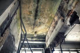 Professional Mold Prevention & Removal  in Dranesville, VA